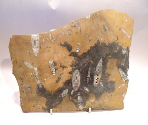 Polished Fossil Slab.