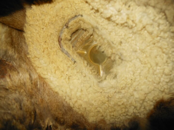 WW2 German Luftwaffe LKpW101 Fliegerkopfhaube – WINTER FUR FLIGHT HELMET – RARE! — image 15