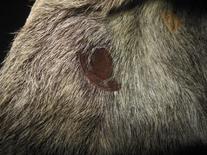 WW2 Imperial Japanese Navy – LEATHER FLIGHT HELMET – WINTER – FOR RESTORATION — image 13