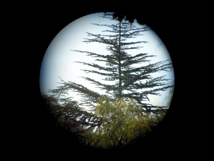 WW2 German Wehrmacht Dienstglas – 10×50 BINOCULARS & CASE – ZEISS – EXCELLENT! — image 22