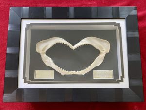 Impressive Framed Display of a Bull Shark's Jaws and Teeth