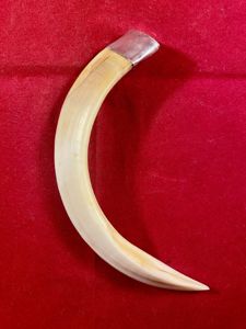 Impressive Vintage South African 5” Boar's Tusk