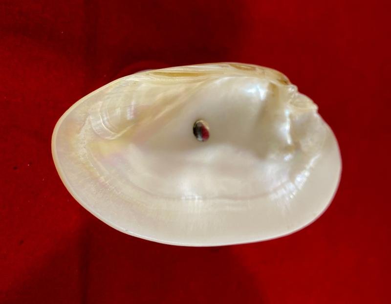 Beautiful Antique Mother of Pearl and Hallmarked Silver Pedestal Dish by William Vale & Sons 1922 — image 9