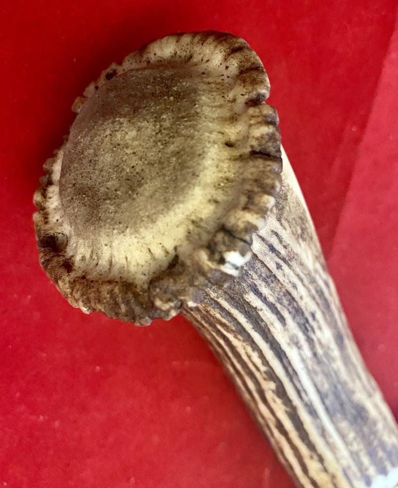 Impressive Bowie Knife with Mint 7.4' Steel Blade and Stag Antler Handle with Custom made Leather Sheath — image 8