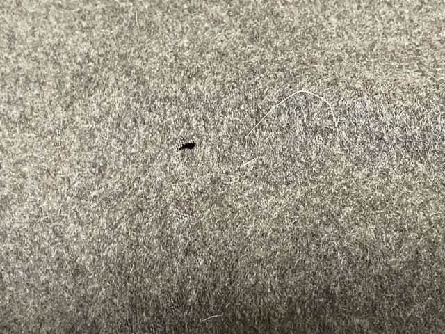 HOLD! Original WWII Era German RAD Officer's Wool Tunic, Well Decorated! — image 33