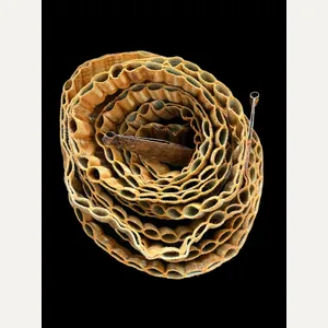 WW2 U.S. .30CAL CLOTH BELT