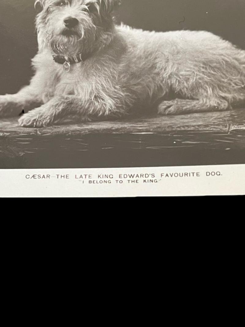 KING EDWARDS FAVOURITE DOG POST CARD — image 2