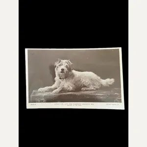 KING EDWARDS FAVOURITE DOG POST CARD