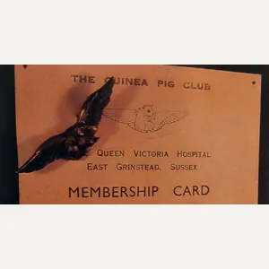 RARE! 'Guinea pig club wings'