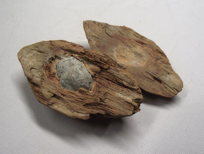 U.S.Civil War Ball Shot Relic. Tree Find. — image 3