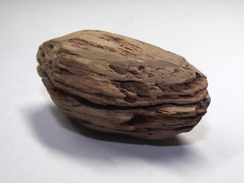 U.S.Civil War Ball Shot Relic. Tree Find. — image 4