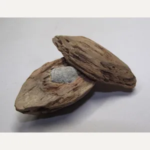 U.S.Civil War Ball Shot Relic. Tree Find.