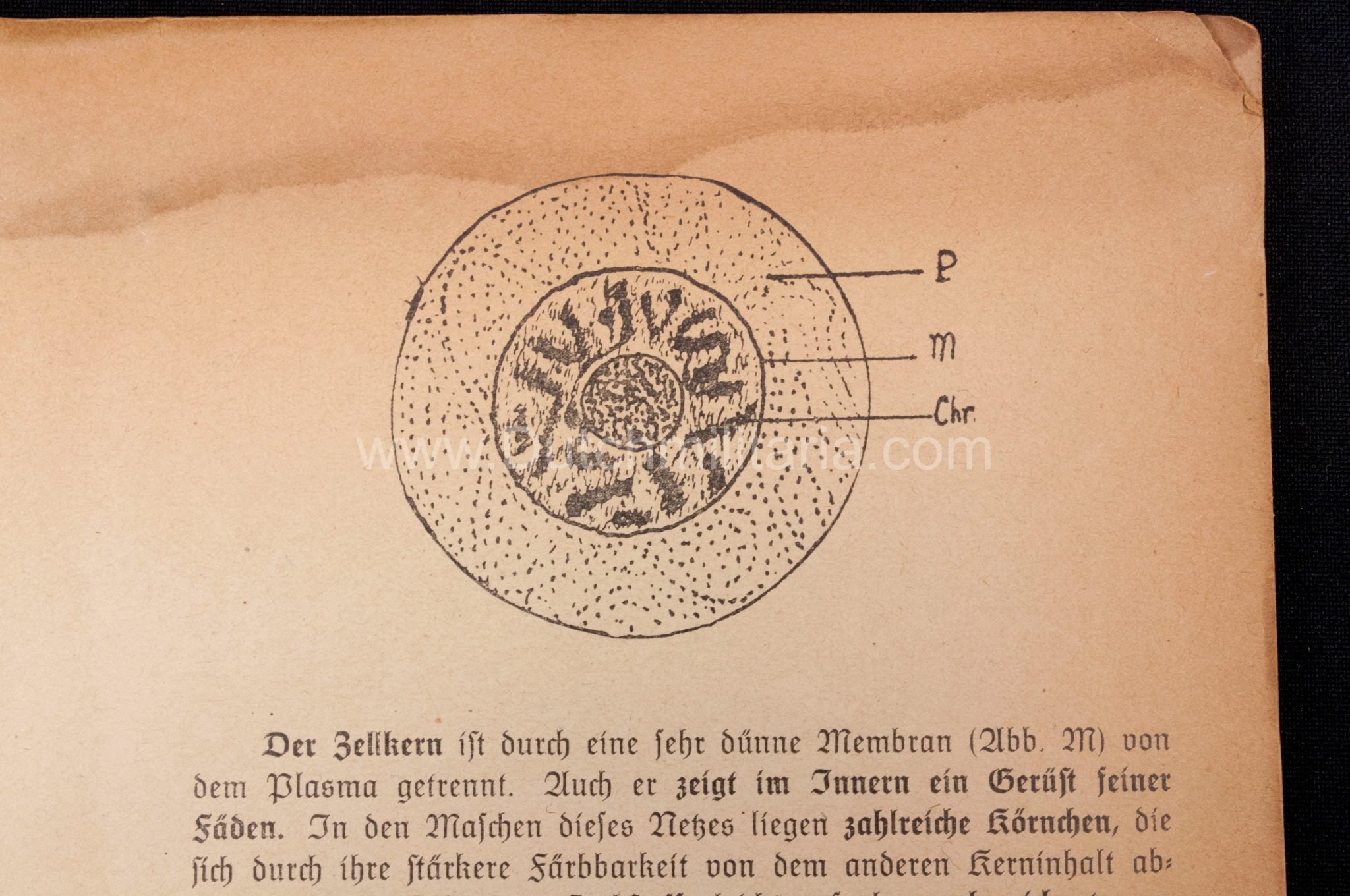 (Book) SS – Der Chef der Sicherheitspolizei und des SD – Der Rassegedanke und seine gesetzliche Gestaltung (1940) – EXTREMELY RARE!!! — image 32