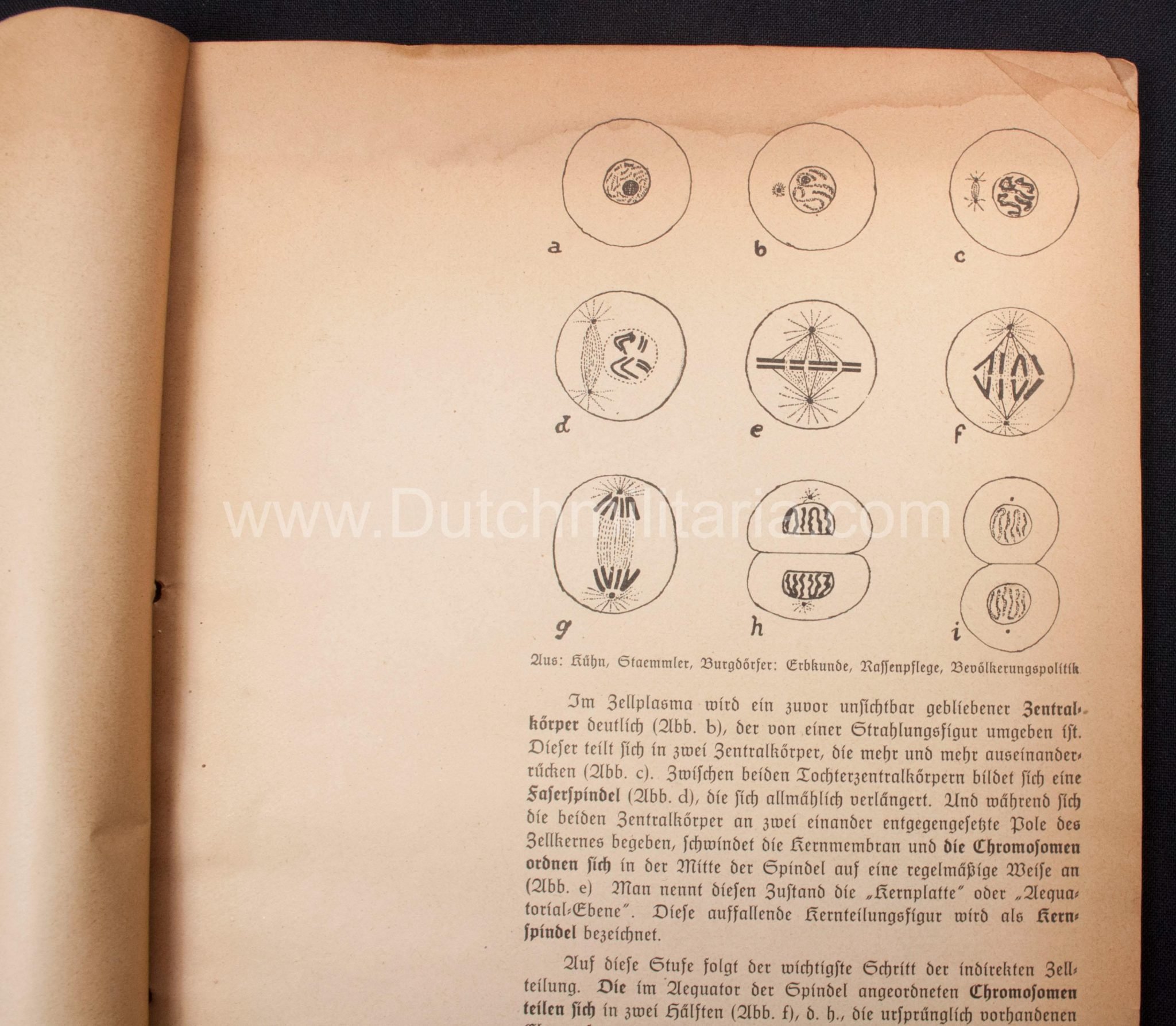 (Book) SS – Der Chef der Sicherheitspolizei und des SD – Der Rassegedanke und seine gesetzliche Gestaltung (1940) – EXTREMELY RARE!!! — image 36