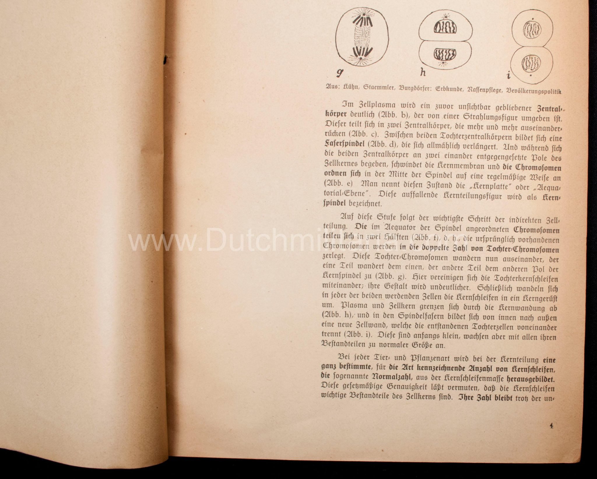 (Book) SS – Der Chef der Sicherheitspolizei und des SD – Der Rassegedanke und seine gesetzliche Gestaltung (1940) – EXTREMELY RARE!!! — image 37