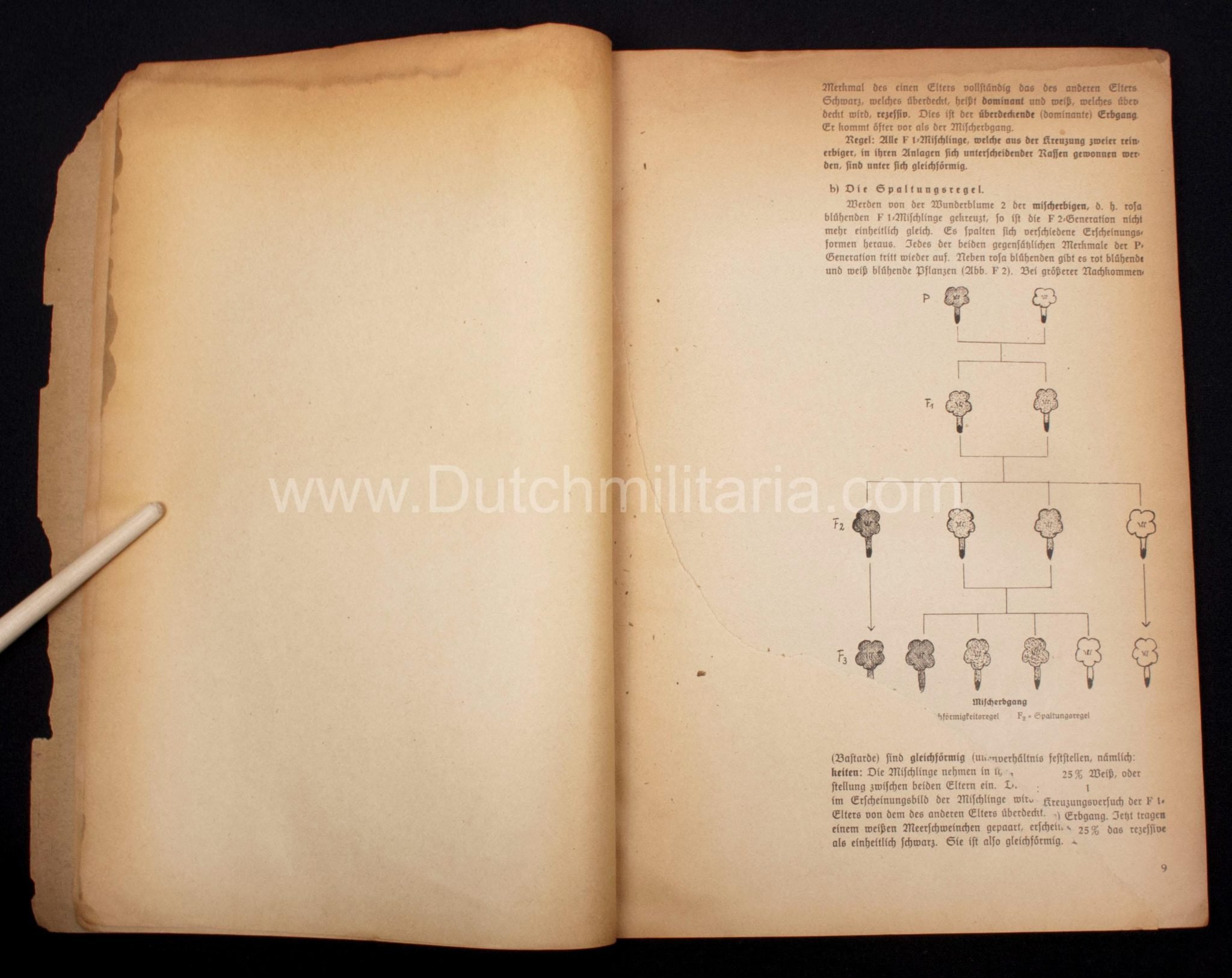 (Book) SS – Der Chef der Sicherheitspolizei und des SD – Der Rassegedanke und seine gesetzliche Gestaltung (1940) – EXTREMELY RARE!!! — image 43