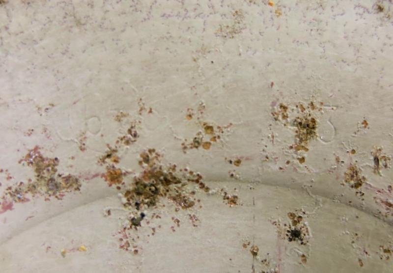 German Wehrmacht T. Mi. Pilz 43 Tellermine Pilz 43 Pressure Plate With Original Sand Colour btc 43, Barn Find, Inert. — image 9