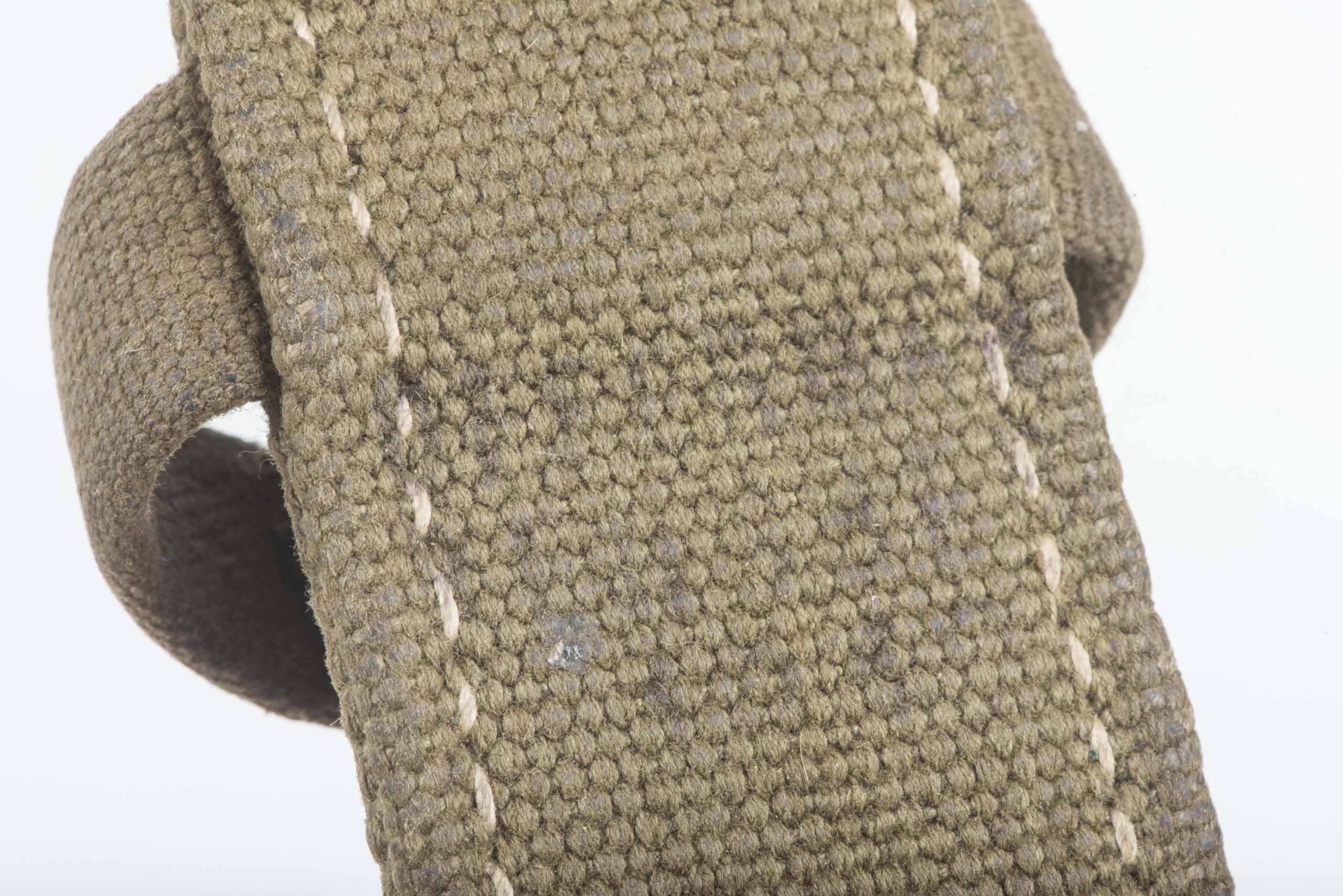 Tropical bayonet frog — image 3