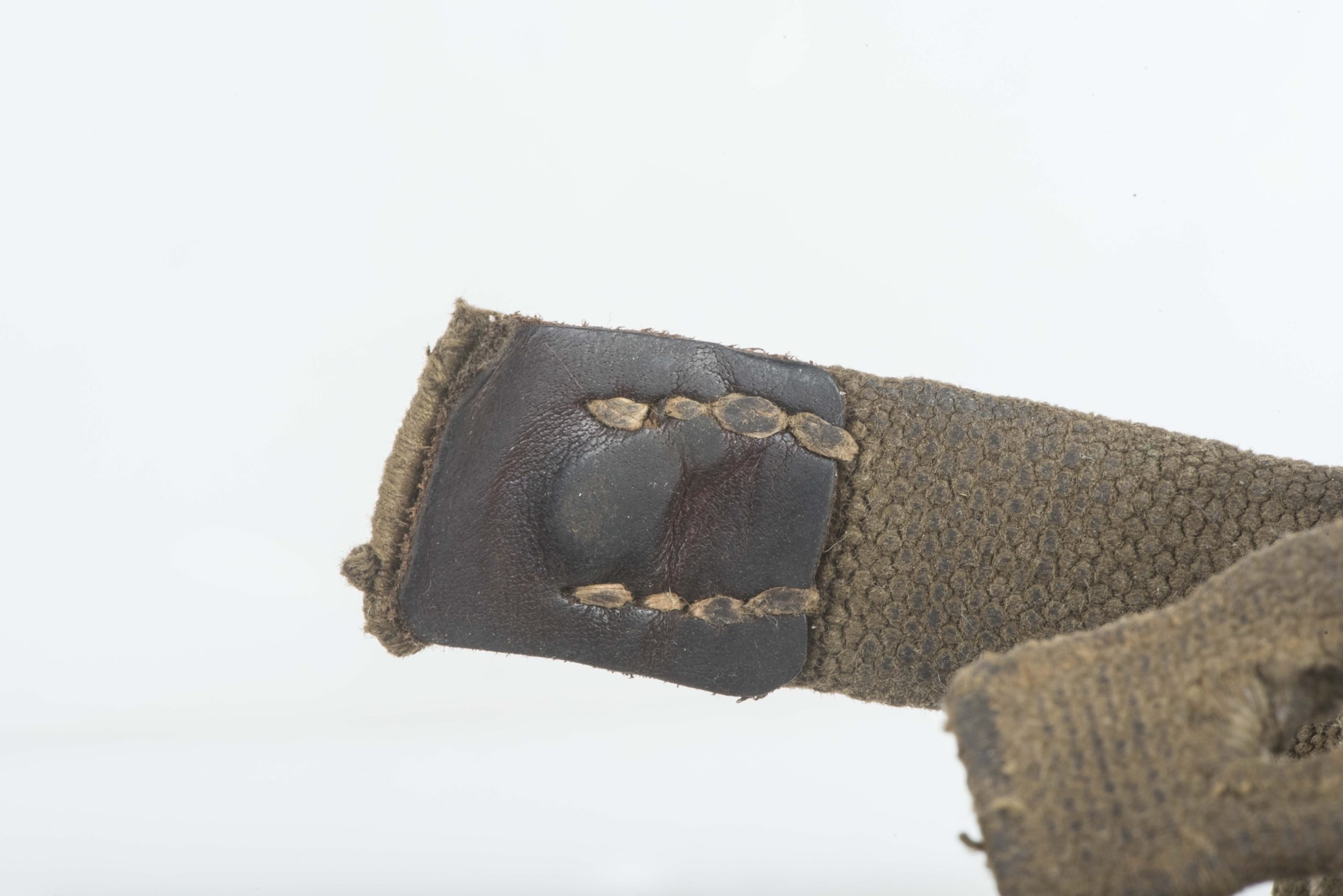 Tropical bayonet frog — image 9