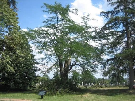 Lincoln's Gettysburg Address Historic Witness Wood And Authentic Bullet Display In Collector's Glass Case — image 7