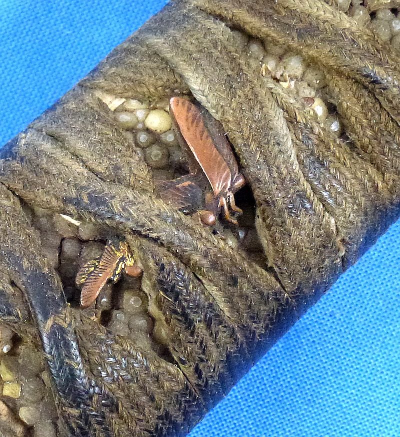 WWII Japanese Wakizashi In Leather Covered Scabbard For Use By Tank or Pilot Officer's — image 7