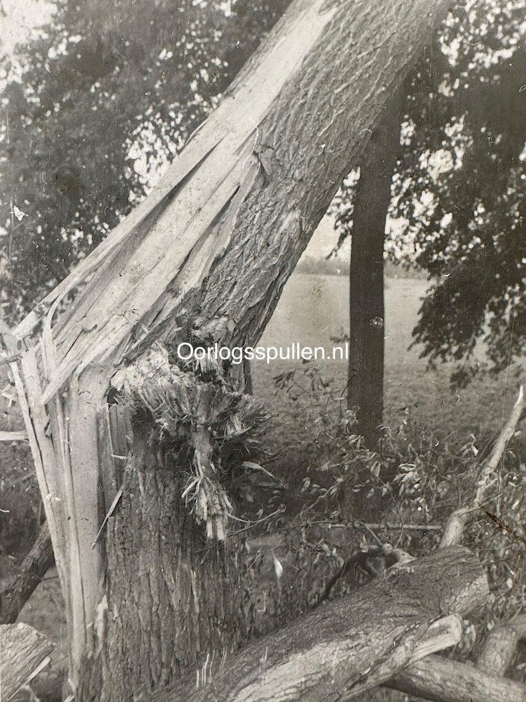 Original May 1940 Dutch photo blown-up trees at the Grebbeberg. — image 2