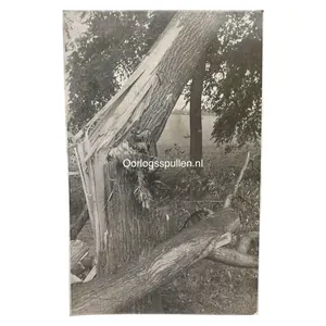 Original May 1940 Dutch photo blown-up trees at the Grebbeberg.