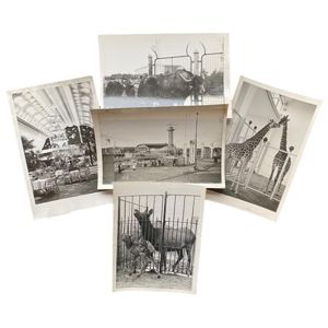 Original WWII Dutch NSB photo set – Diergaarde Blijdorp Rotterdam