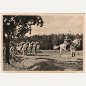 Original WW2 Flemish Waffen SS Postcard - ''Meldt U tot …