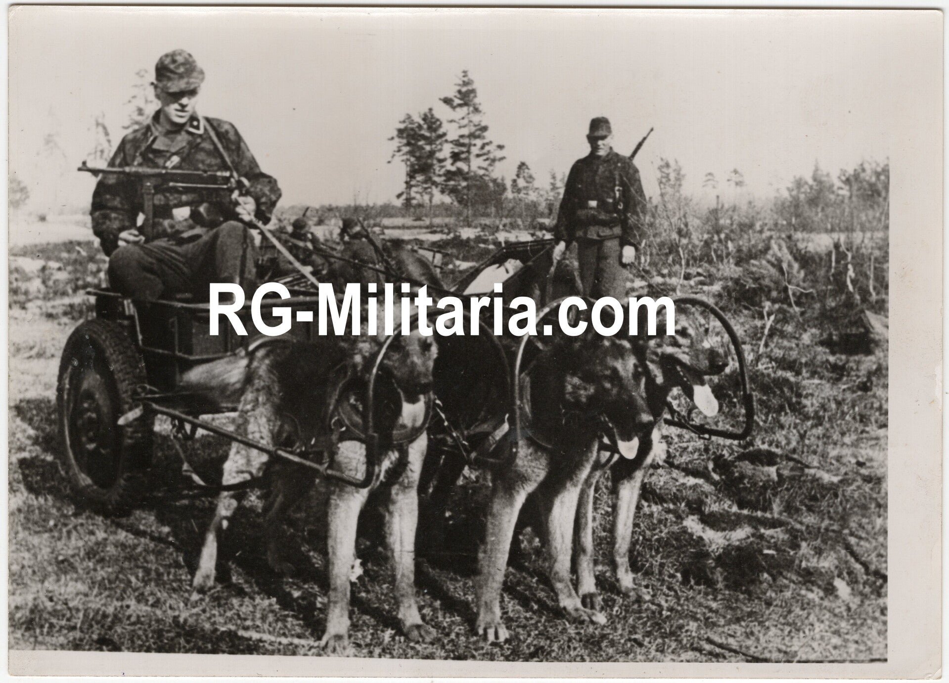 Original WW2 French Waffen SS Press Photo - Waffen SS soldiers with war dogs troika, Eastern Front — image 3