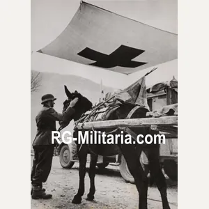 Original WW2 German Press Photo - Donkey used by medic …