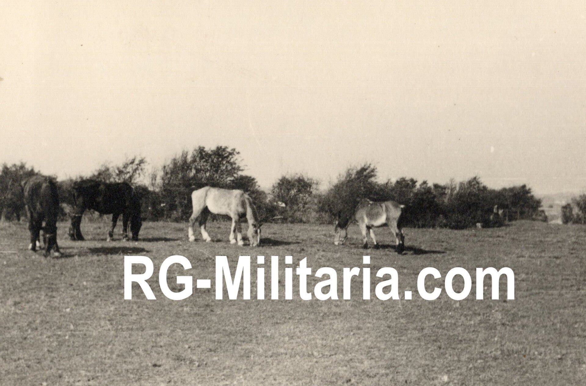 Original WW2 German Photo - Kustenartillerie in Geertruidenberg & Westkapelle, Zeeland, Holland (1940) — image 17