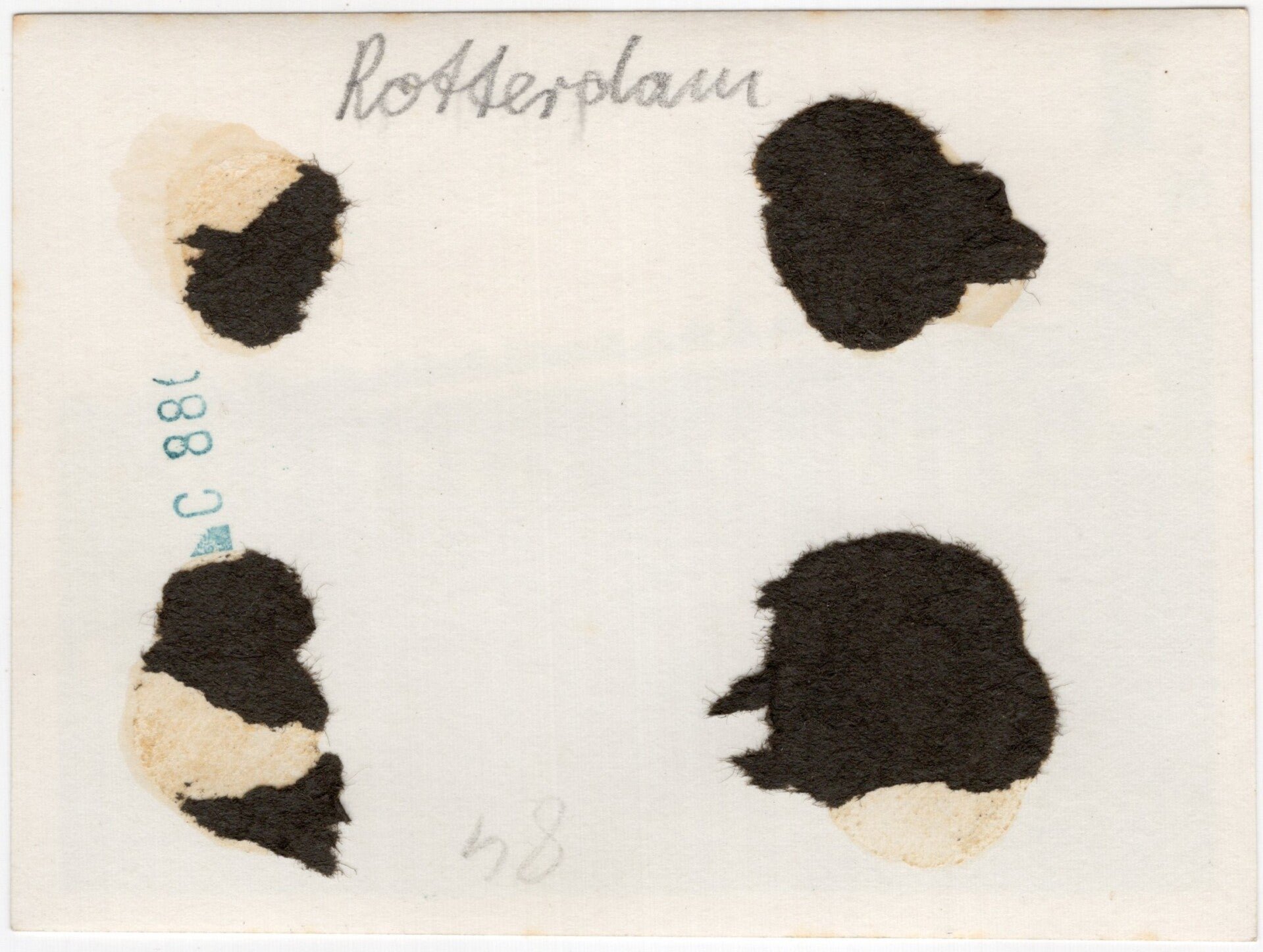 Original WW2 German Photo - Wehrmacht at the train station of Rotterdam, NS train C 6446 (1940) — image 2