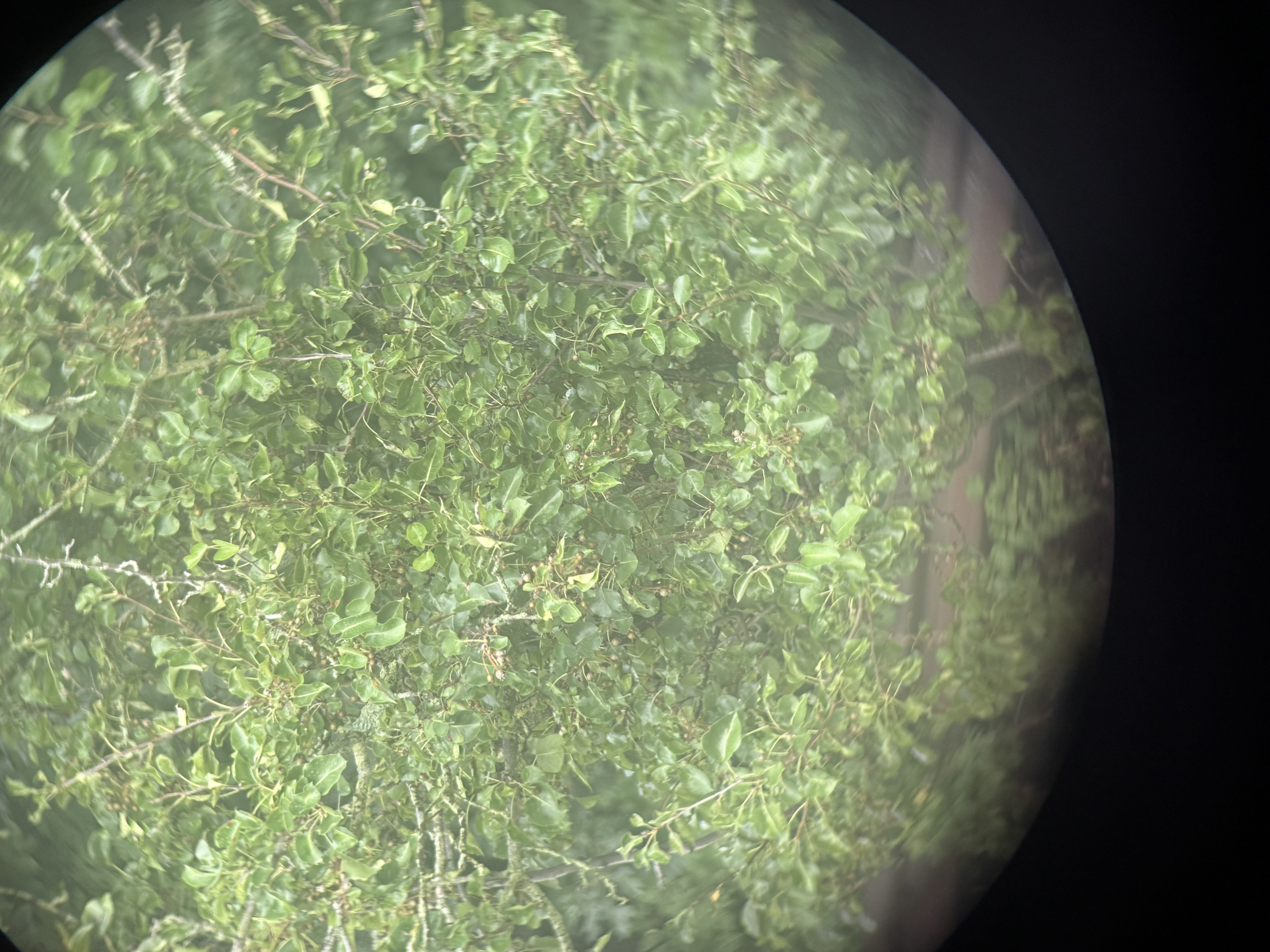 Kriegsmarine Binoculars with Vet Capture Papers — image 25