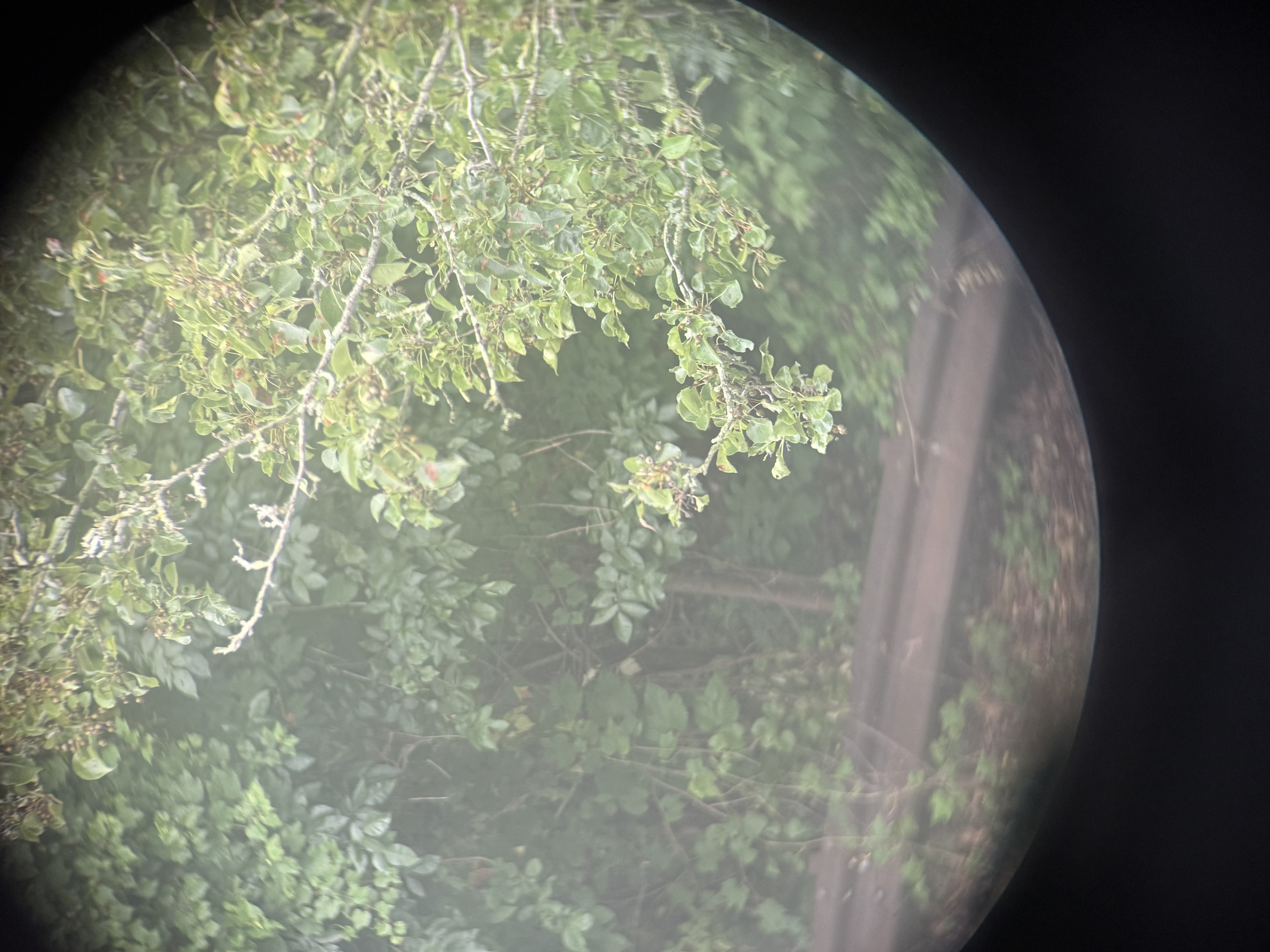 Kriegsmarine Binoculars with Vet Capture Papers — image 26