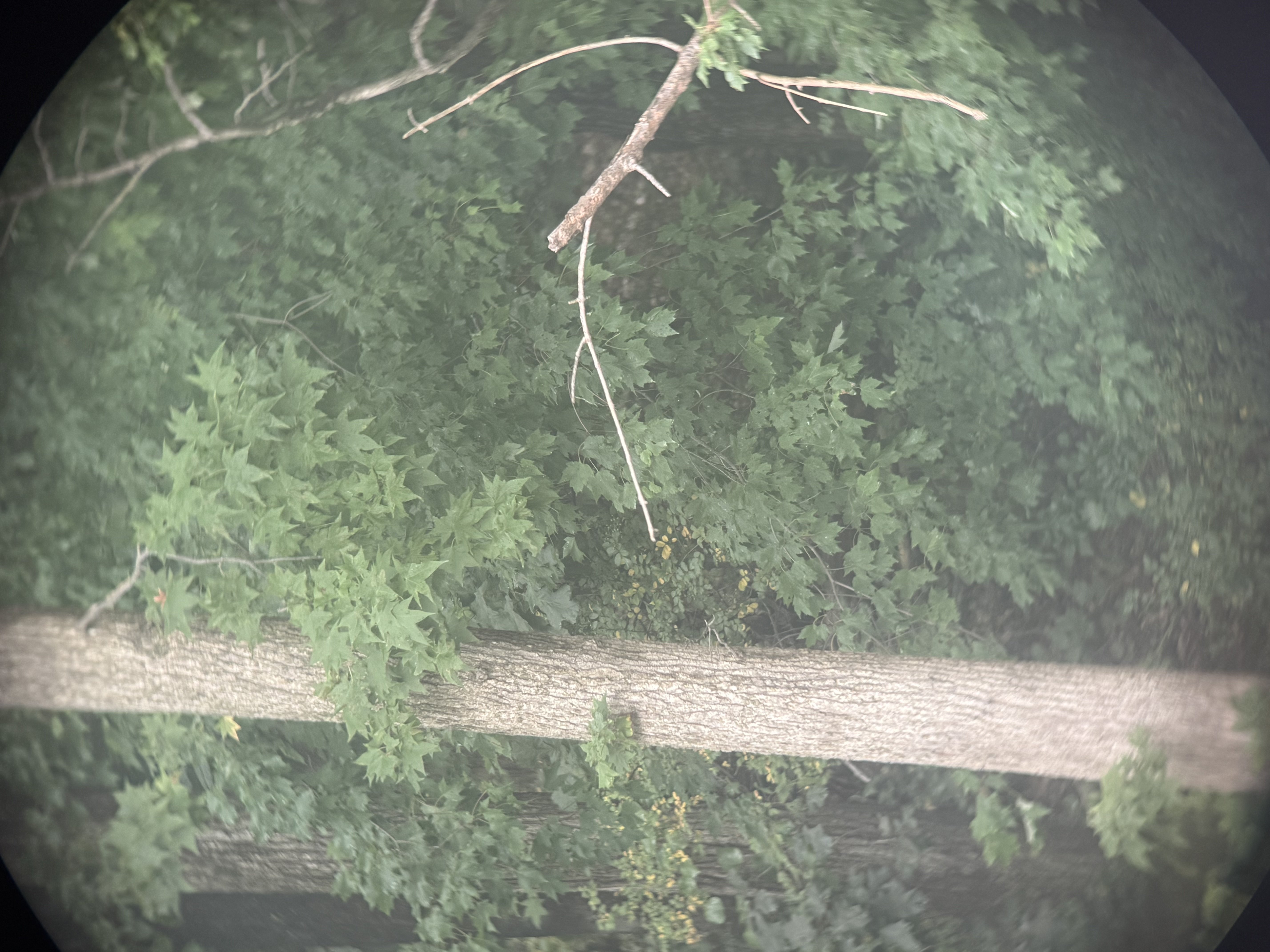 Kriegsmarine Binoculars with Vet Capture Papers — image 27