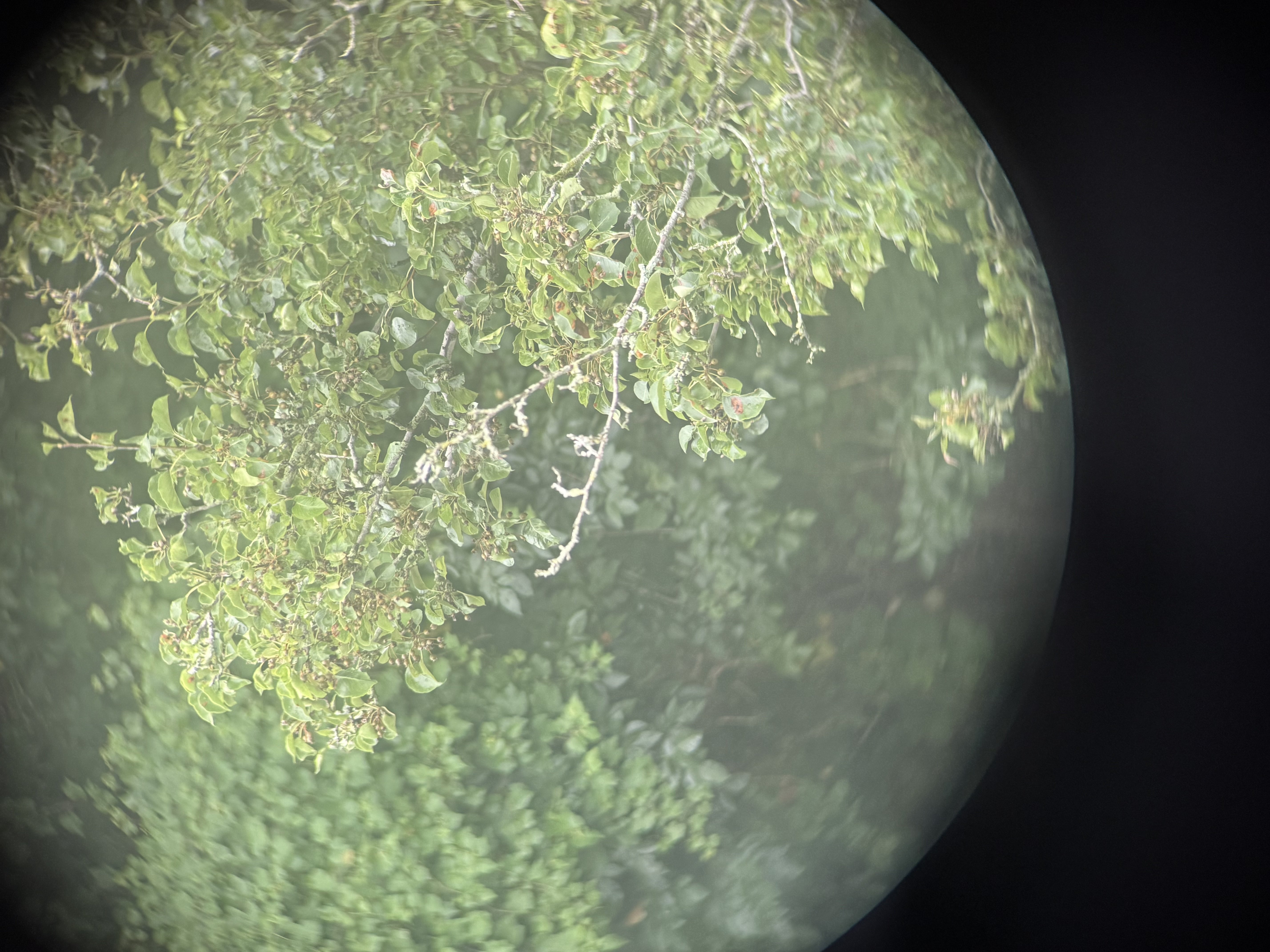 Kriegsmarine Binoculars with Vet Capture Papers — image 28