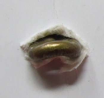  US Civil War, Federal Infantry Officers Button, Extra Quality — image 4