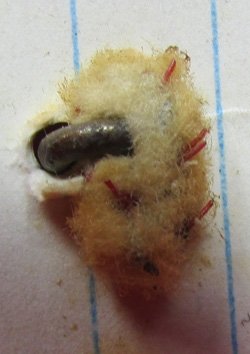  US Civil War, Federal Enlisted Button, Field Recovered Falmouth Va. — image 4