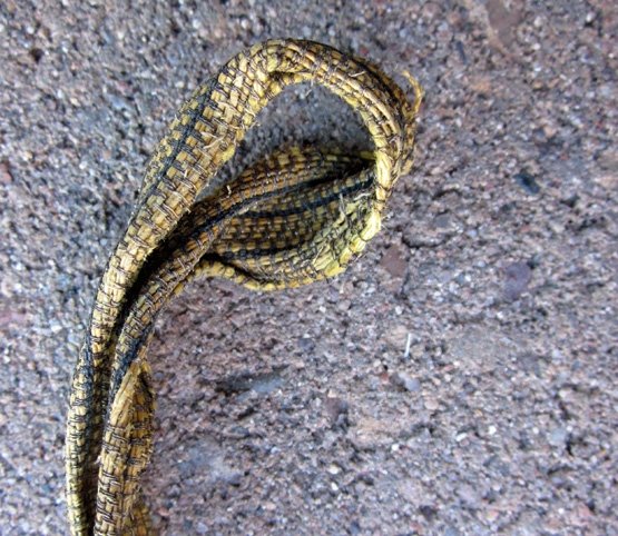 Austrian Imperial Era, Army Sword Knot, Emperor Karl — image 4