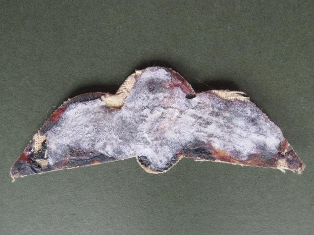 Ghana Army Parachute Wings — image 2