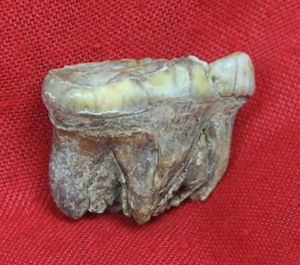A Superb Pleistocene Period Large Cave Bear Tooth. Roots and …