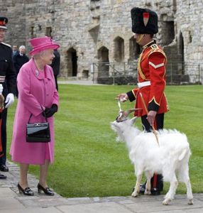 Scarce Antique Victorian Regimental Racoon Skin Cap of The Northumberland …