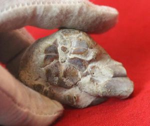 An Absolutely Stunning, Eocene Period, 56-33 Million Years Old, Fossilised …