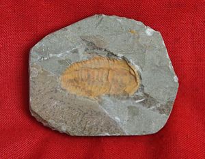 Original Fossil of a Trilobite, in Matrix, Circa 490 Million …
