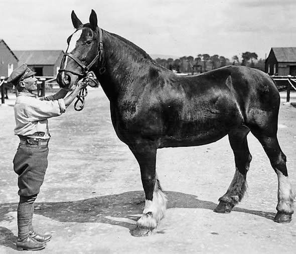 A Group Of WW1 Medals for the Army Veterinary Corps. Of a WW1 Trio, Special Enlistment. & The King's Medal An LCC Medal 1914-15 for Attendance, Conduct and Industry As A London Schoolboy, Straight from School as a Special Enlistment To The Western Front — image 8