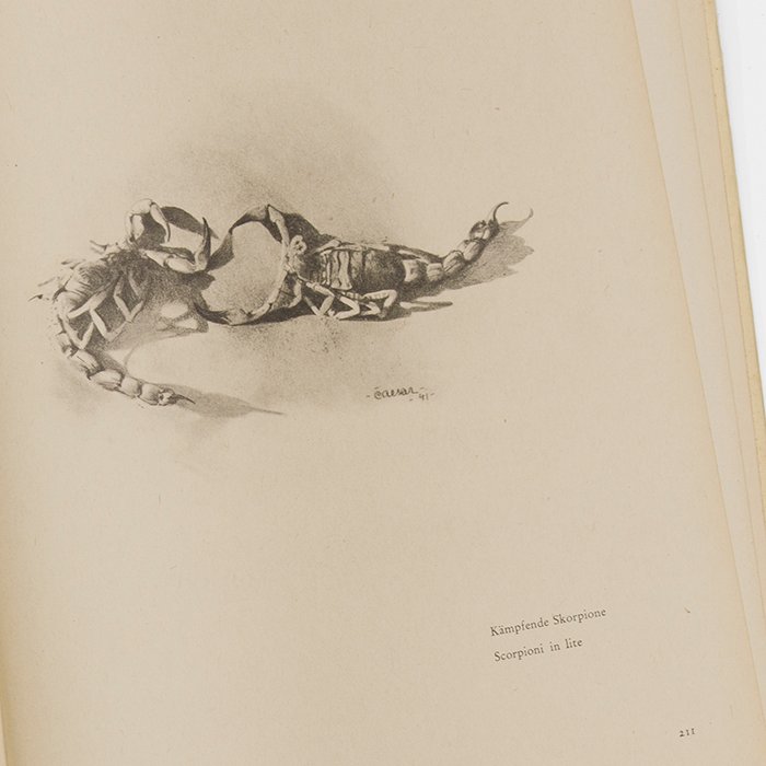 BSA48 Book Marsch und Kampf des D.A.K. 1941 — image 15