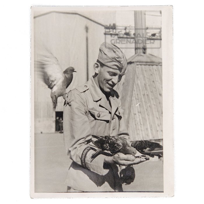 AHJ72 Set of eleven original photos depicting a Luftwaffe Kriegsberichter in North Africa — image 8