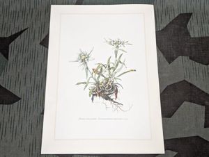 Edelweiss Print