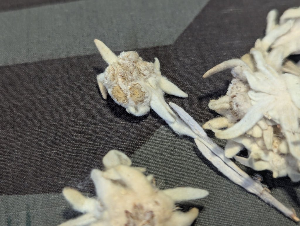 Dried Edelweiss Flowers in Ovarin Women's Supplement Box — image 6